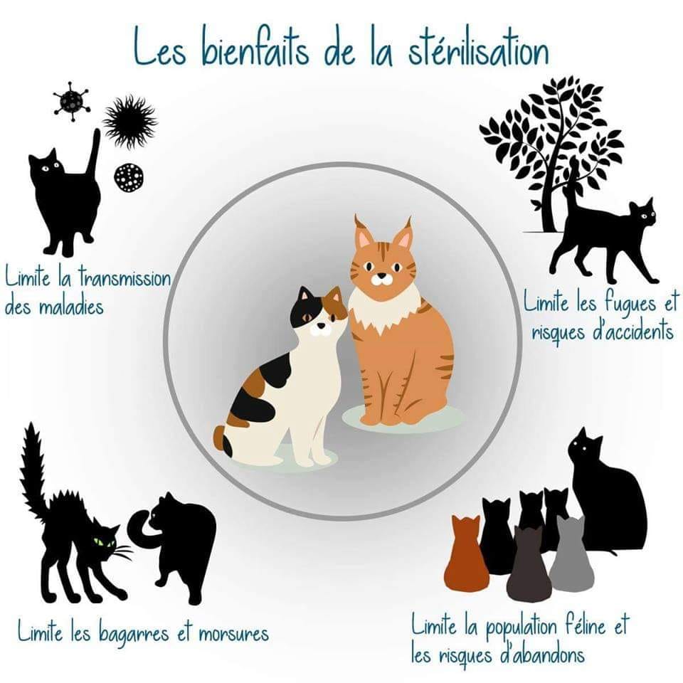 Stérilisation Chats