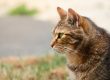 Chat