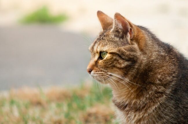 Chat Chat