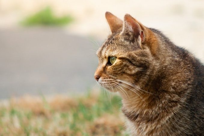 Chat